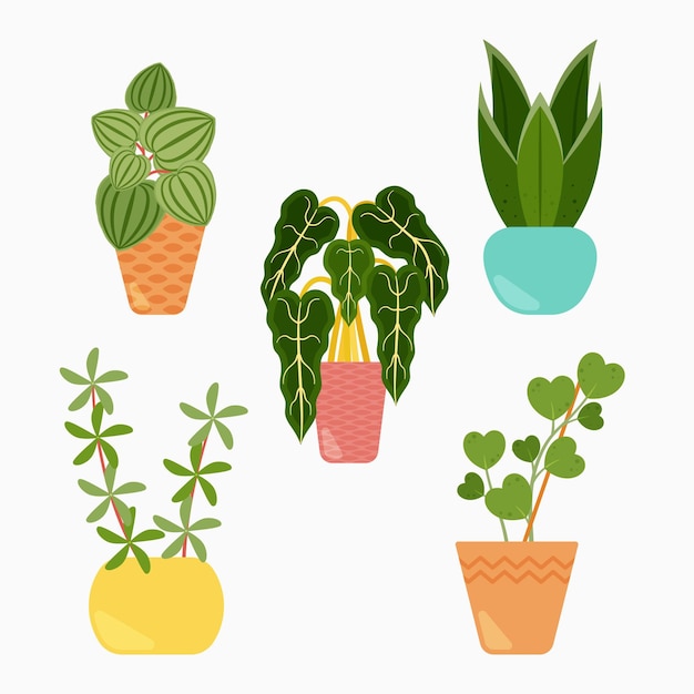 Collection of beautiful houseplants in pots