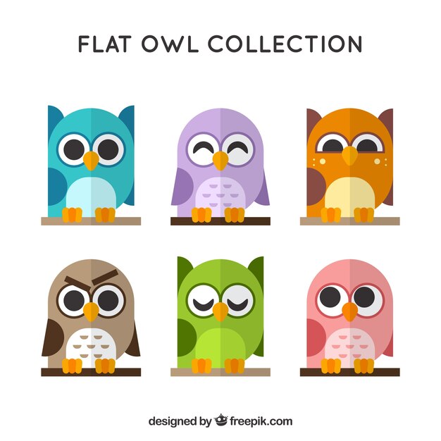 Collection of beautiful owls in flat design