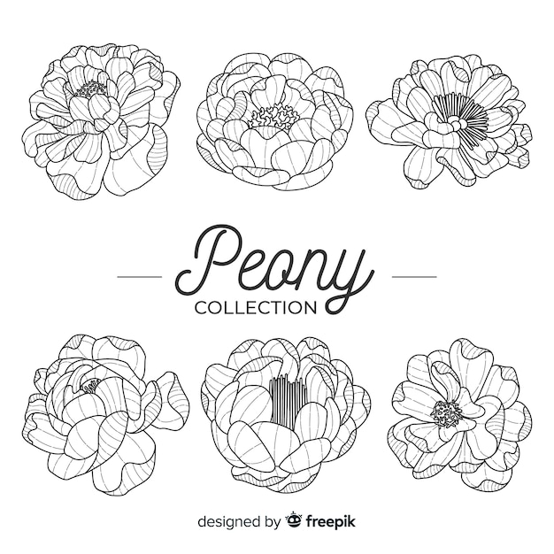 Free Vector collection of beautiful peony flowers