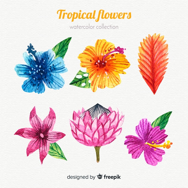 Collection of beautiful tropical flowers