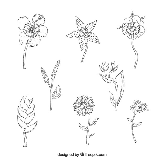 Collection of black and white hand drawn tropical flowers