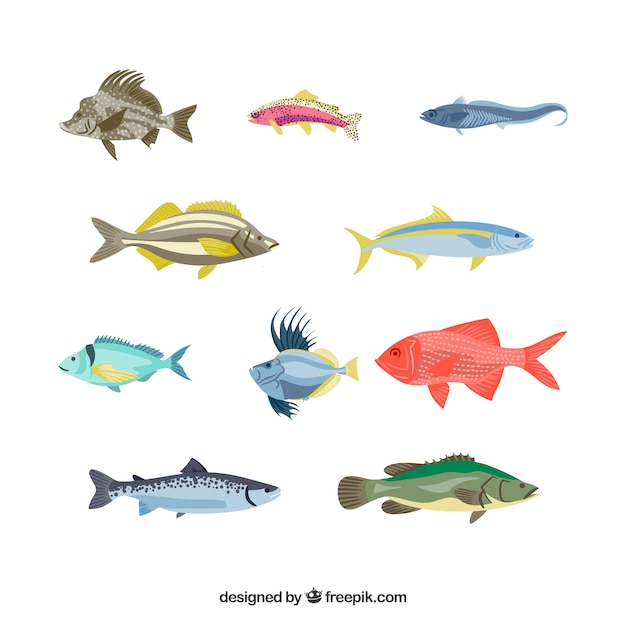 Free Vector collection of colorful fish