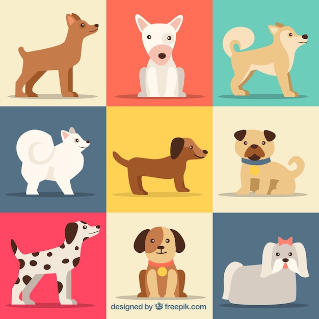 Collection of cute dog breeds