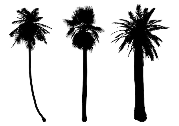 Free vector collection of detailed palm tree silhouettes