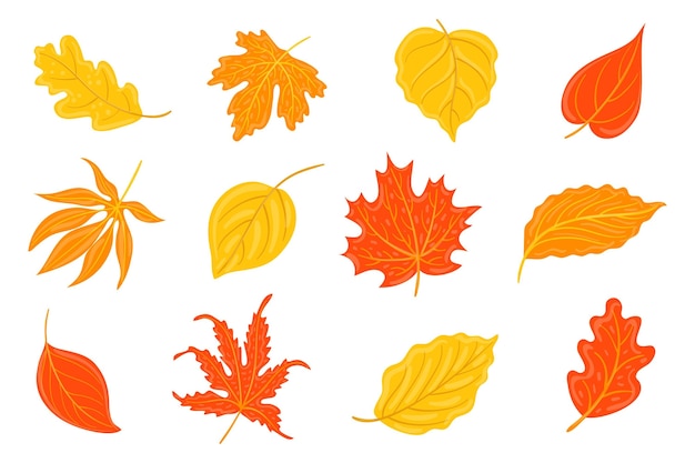 Collection of different autumn leaves