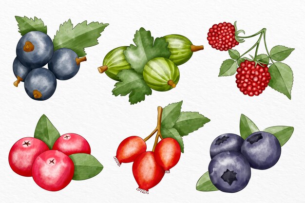 Collection of different fruits illustrated