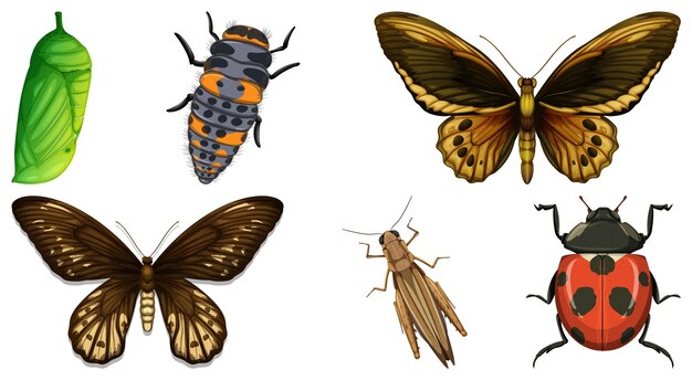 Collection of different insects vector