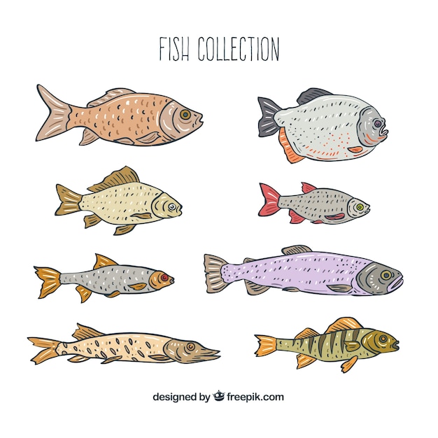 Free Vector collection of different types of fish