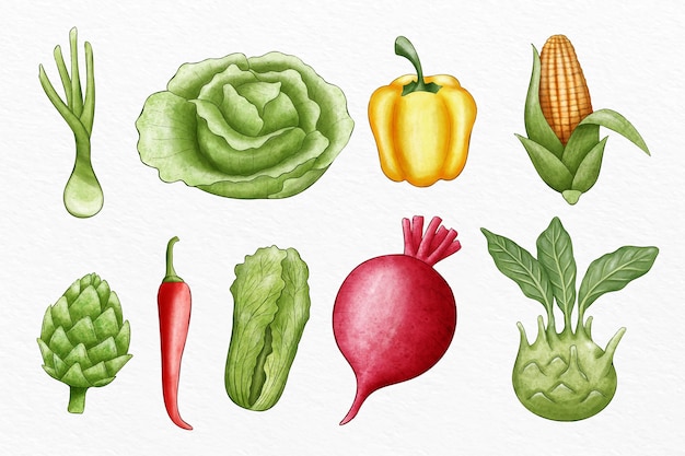 Collection of different vegetables illustrated