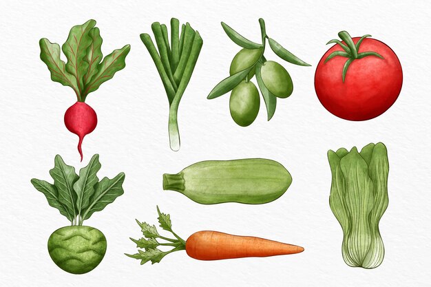 Collection of different vegetables illustrated