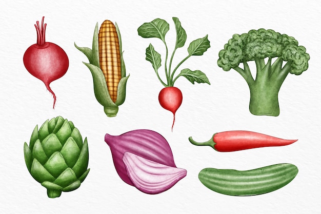 Collection of different vegetables illustrated