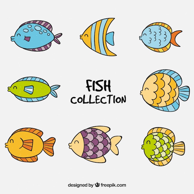 Collection of eight fish