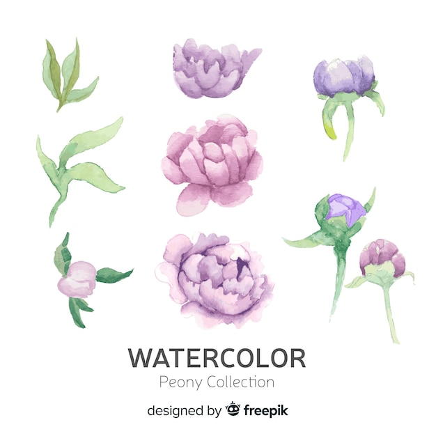 Collection of elegant peony flowers in watercolor style