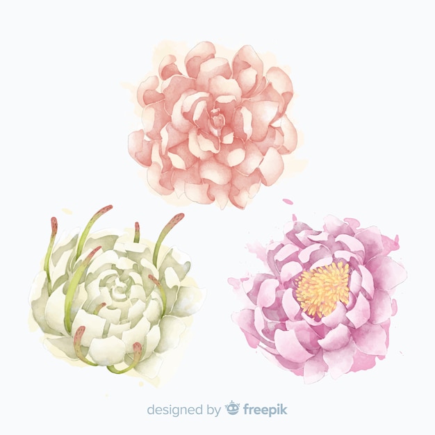 Free Vector collection of elegant peony flowers in watercolor style