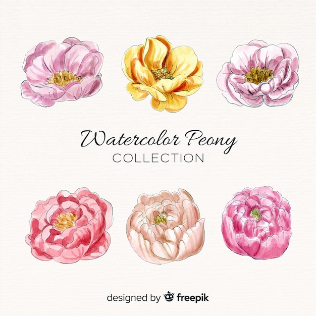 Free Vector collection of elegant watercolor peony flowers