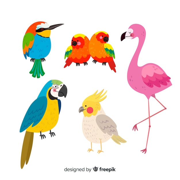 Free vector collection of flat exotic bird