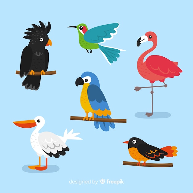 Free Vector collection of flat exotic bird