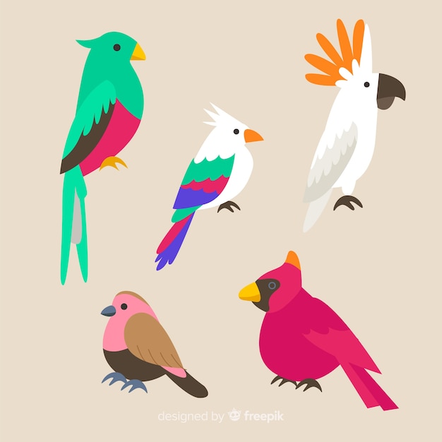 Collection of flat exotic bird