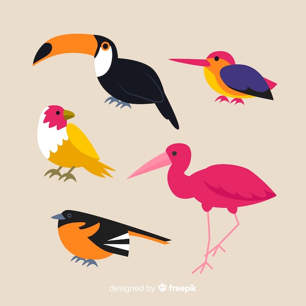 Free Vector collection of flat exotic bird