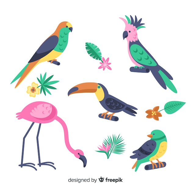 Collection of flat exotic bird