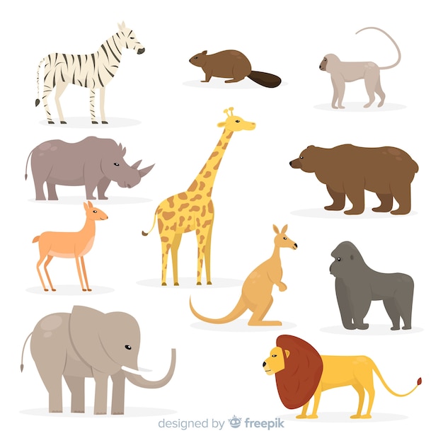 Collection of flat tropical animal