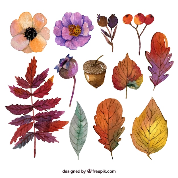 Free Vector collection of flower and autumnal watercolor leaves