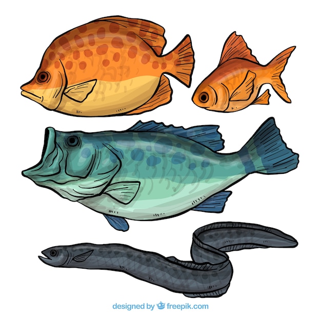 Free Vector collection of four hand drawn fish