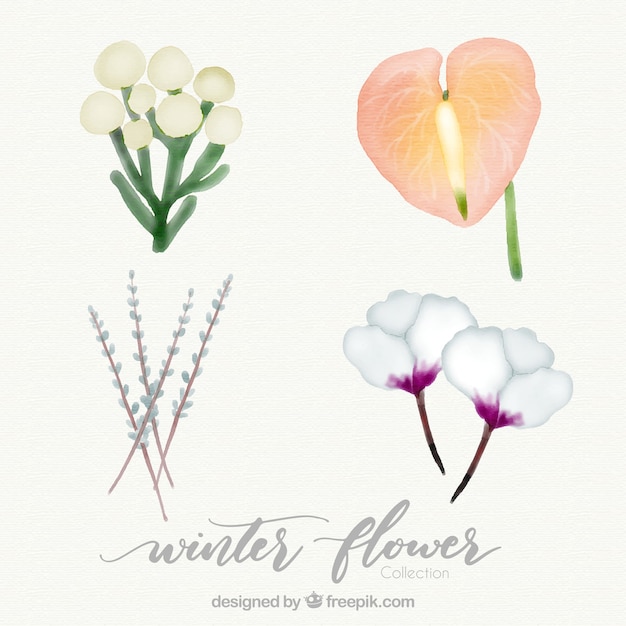 Collection of four watercolour winter flowers