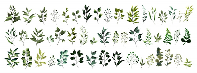 Free Vector collection of greenery leaf plant forest herbs tropical leaves spring flora in watercolor style. 