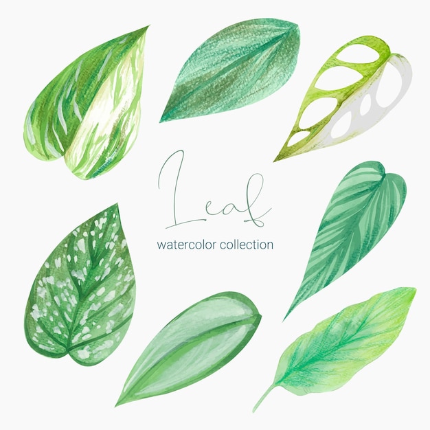 Free Vector collection of greenery leaf plant forest herbs tropical leaves