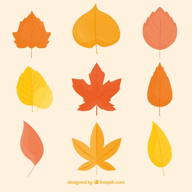 Collection of hand drawn autumn leaves