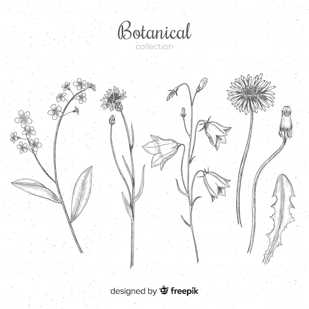 Collection of hand drawn botanical and herb species