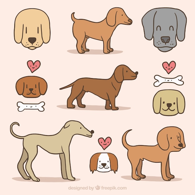 Free Vector collection of hand drawn dogs and bones 