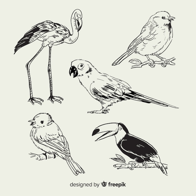 Collection of hand drawn exotic bird