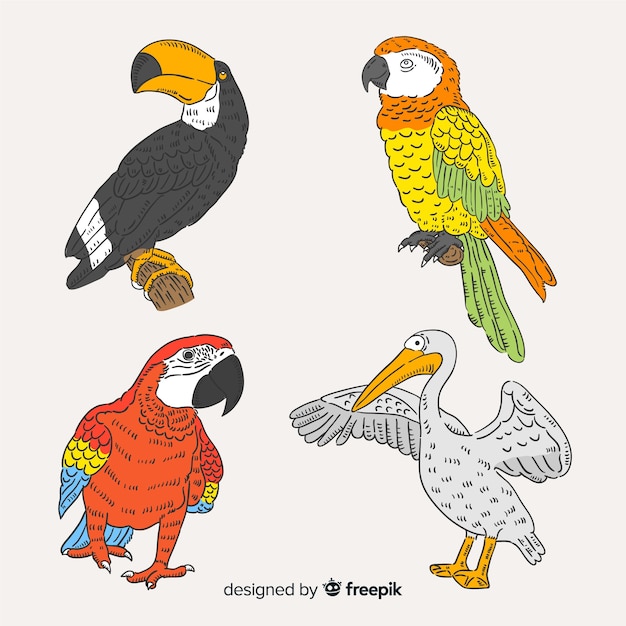 Free Vector collection of hand drawn exotic bird