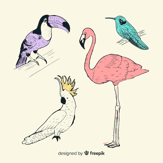 Free Vector collection of hand drawn exotic bird