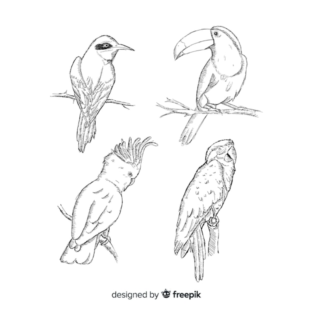 Free Vector collection of hand drawn exotic bird