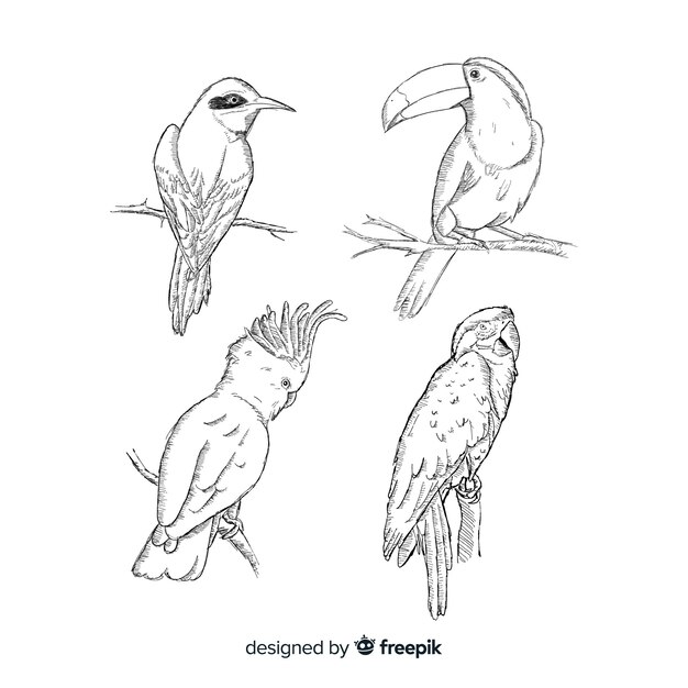 Collection of hand drawn exotic bird