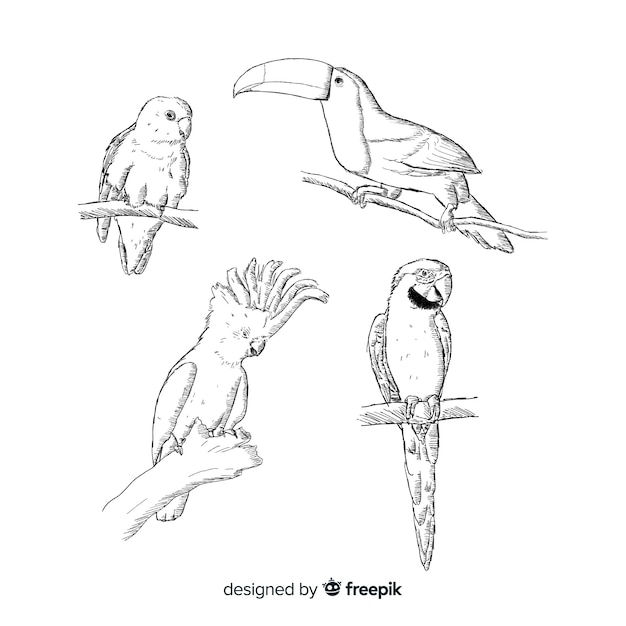 Collection of hand drawn exotic bird