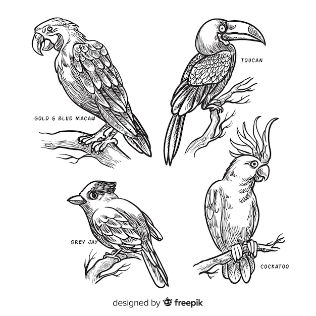 Free Vector collection of hand drawn exotic bird