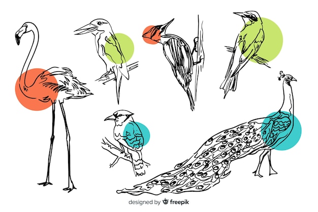 Collection of hand drawn exotic bird