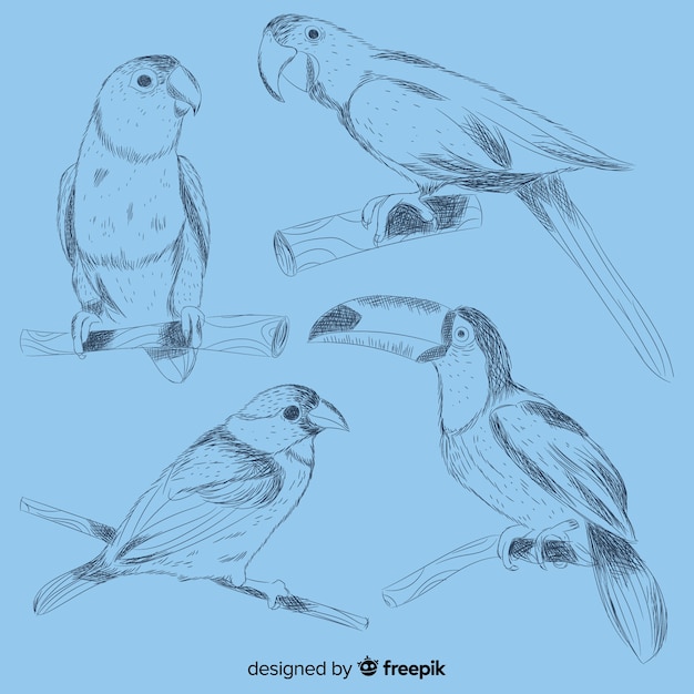 Free Vector collection of hand drawn exotic bird