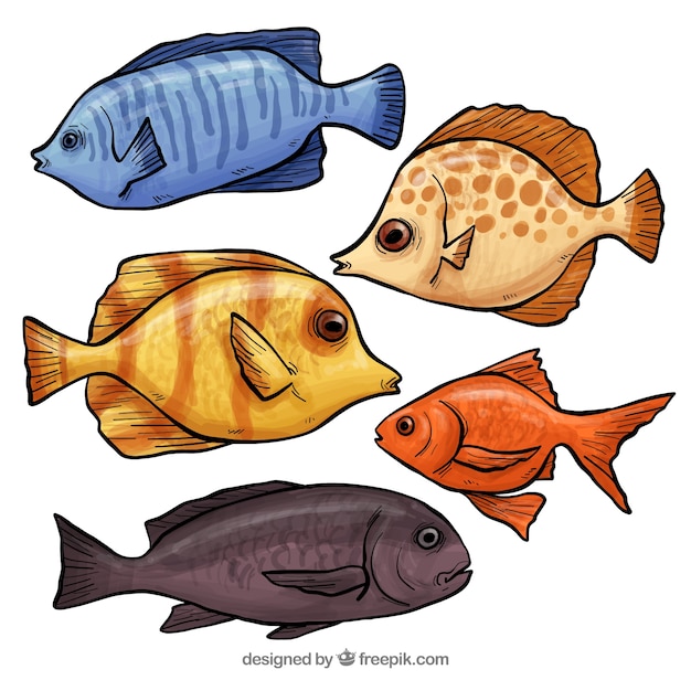 Collection of hand drawn fish