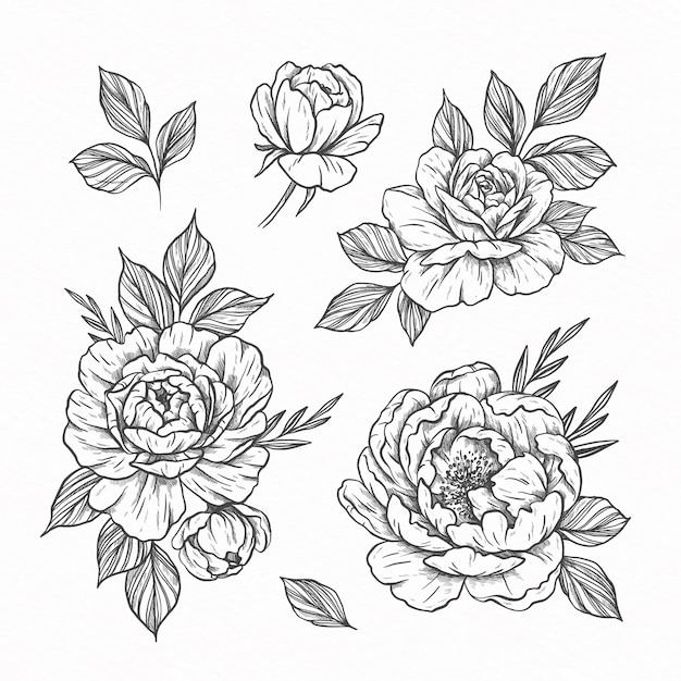 Free Vector collection of hand drawn flowers and leaves