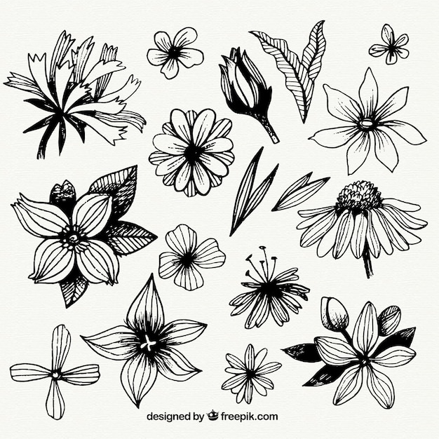 Collection of hand drawn flowers