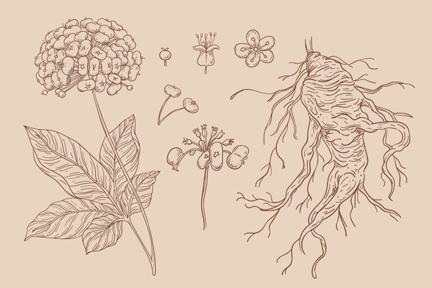 Free Vector collection of hand drawn ginseng plant