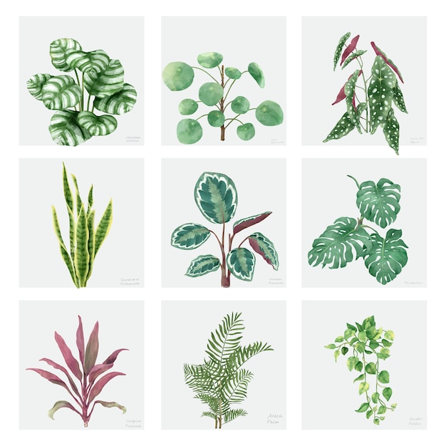 Free Vector collection of hand-drawn ornamental plants