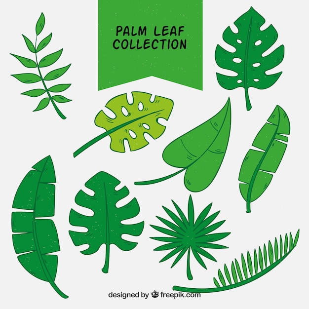 Collection of hand-drawn palm leaves