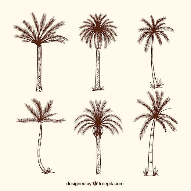 Collection of hand-drawn palm trees