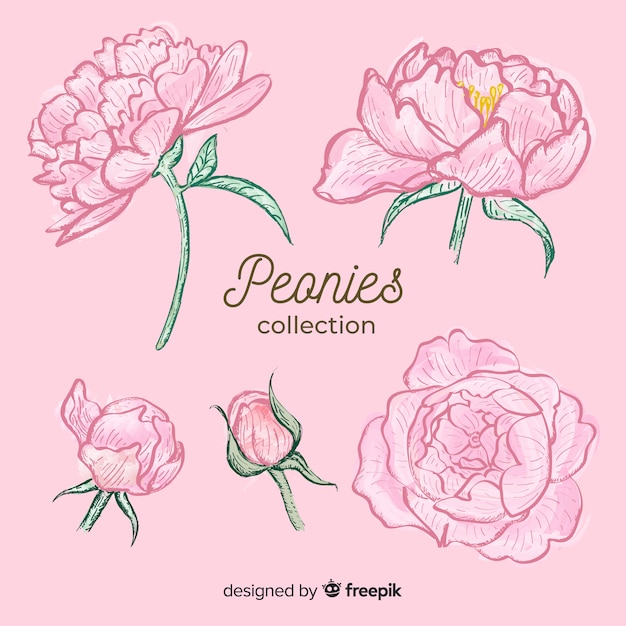 Free Vector collection of hand drawn peony flowers